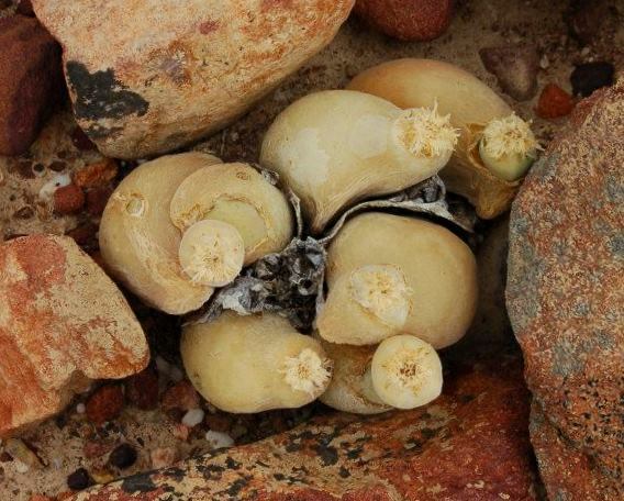 Muiria hortenseae