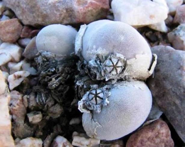 Muiria hortenseae
