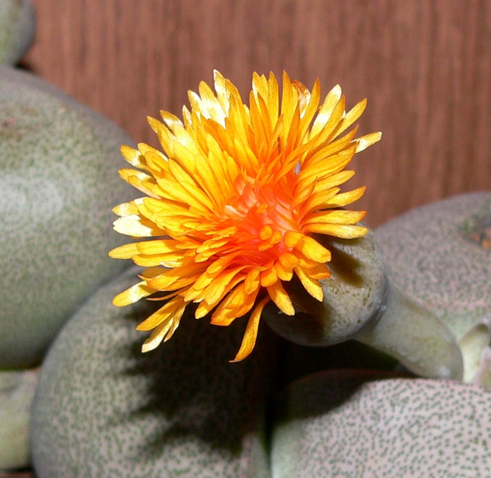 Pleiospilos nelii en flor, fotografía de Stan Shebs