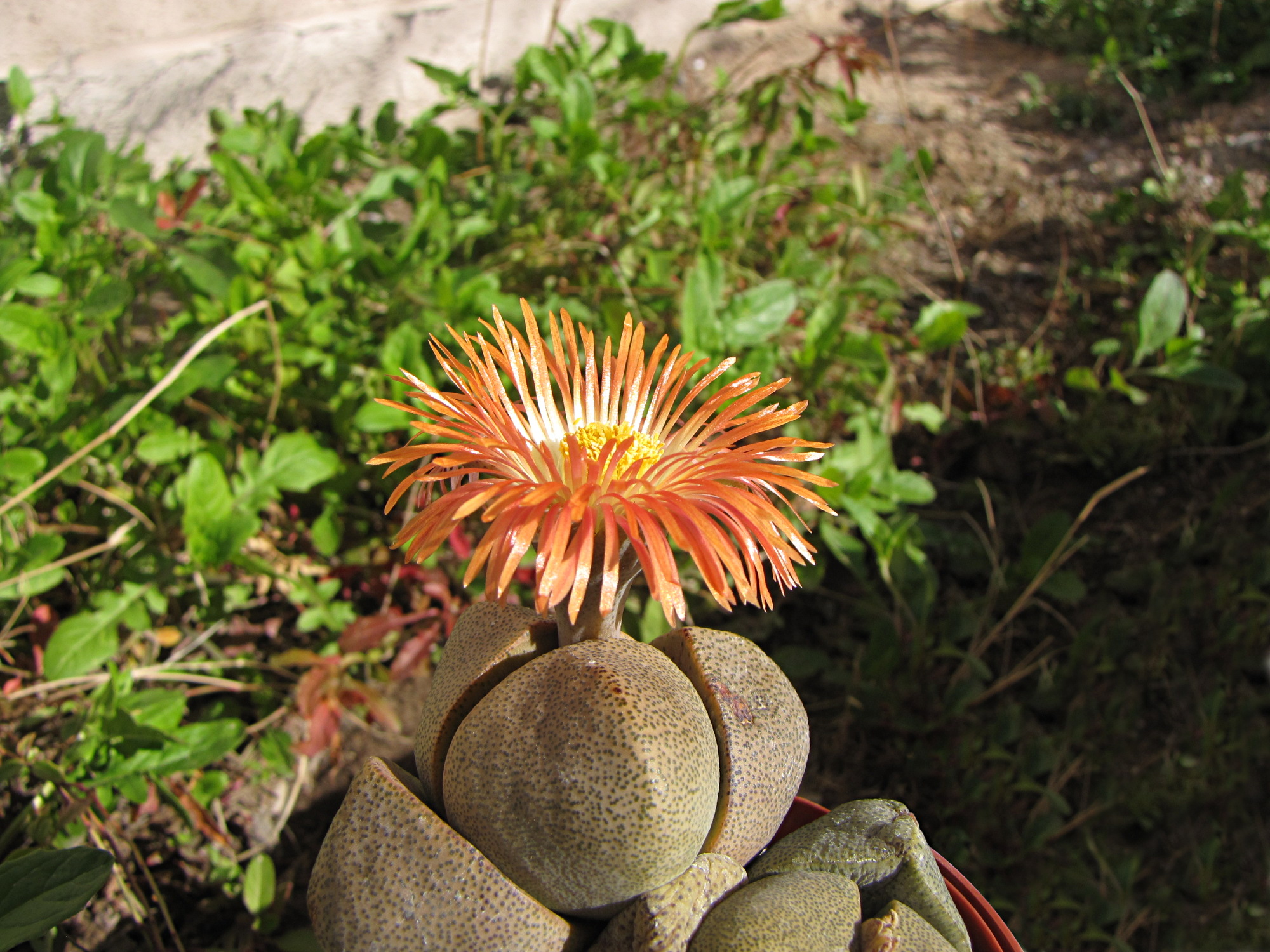 Flor abierta de Pleiospilos nelii, con numerosos pétalos estrechos