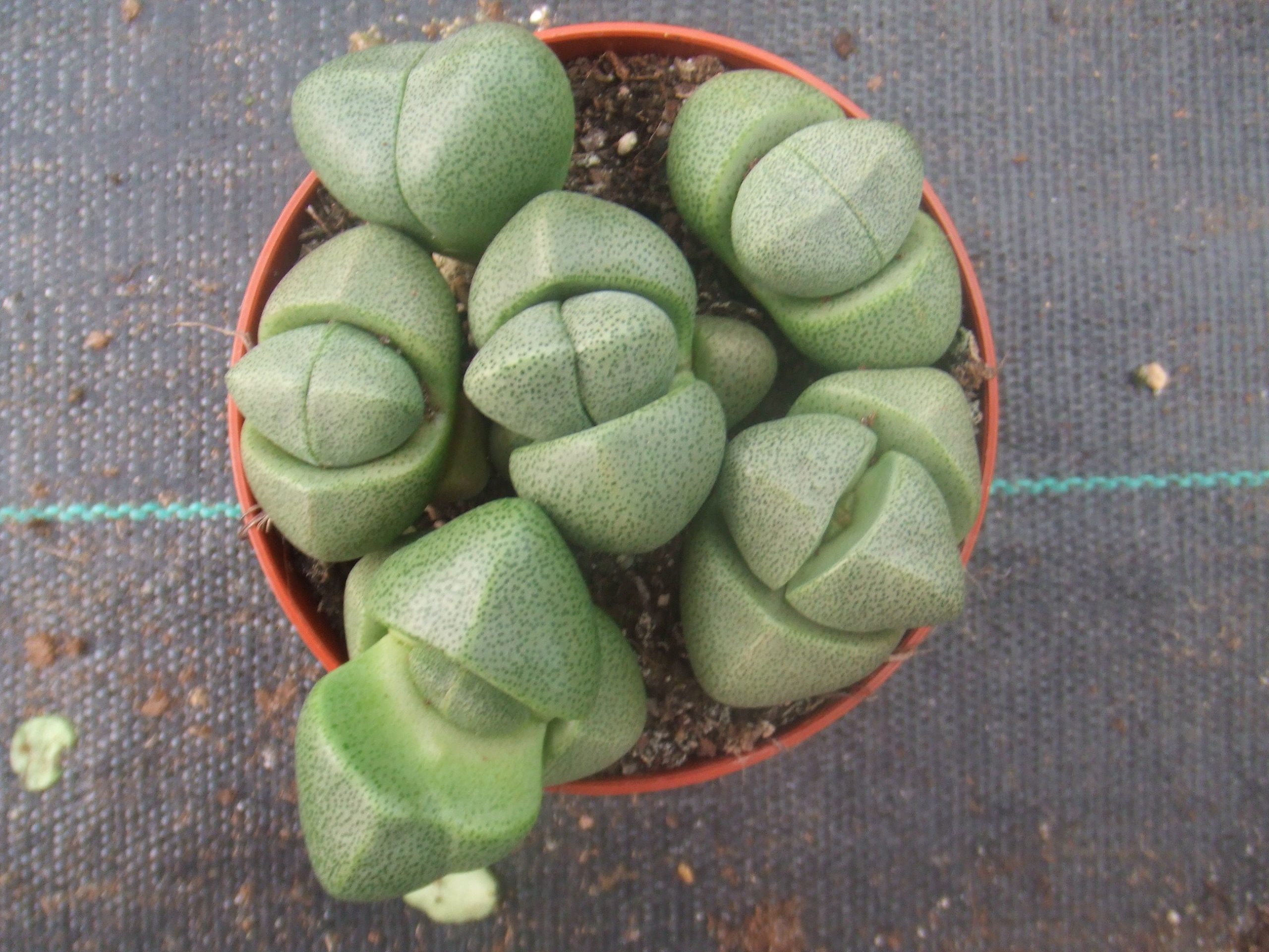 Pleiospilos nelii con hojas suculentas moteadas y fisura central