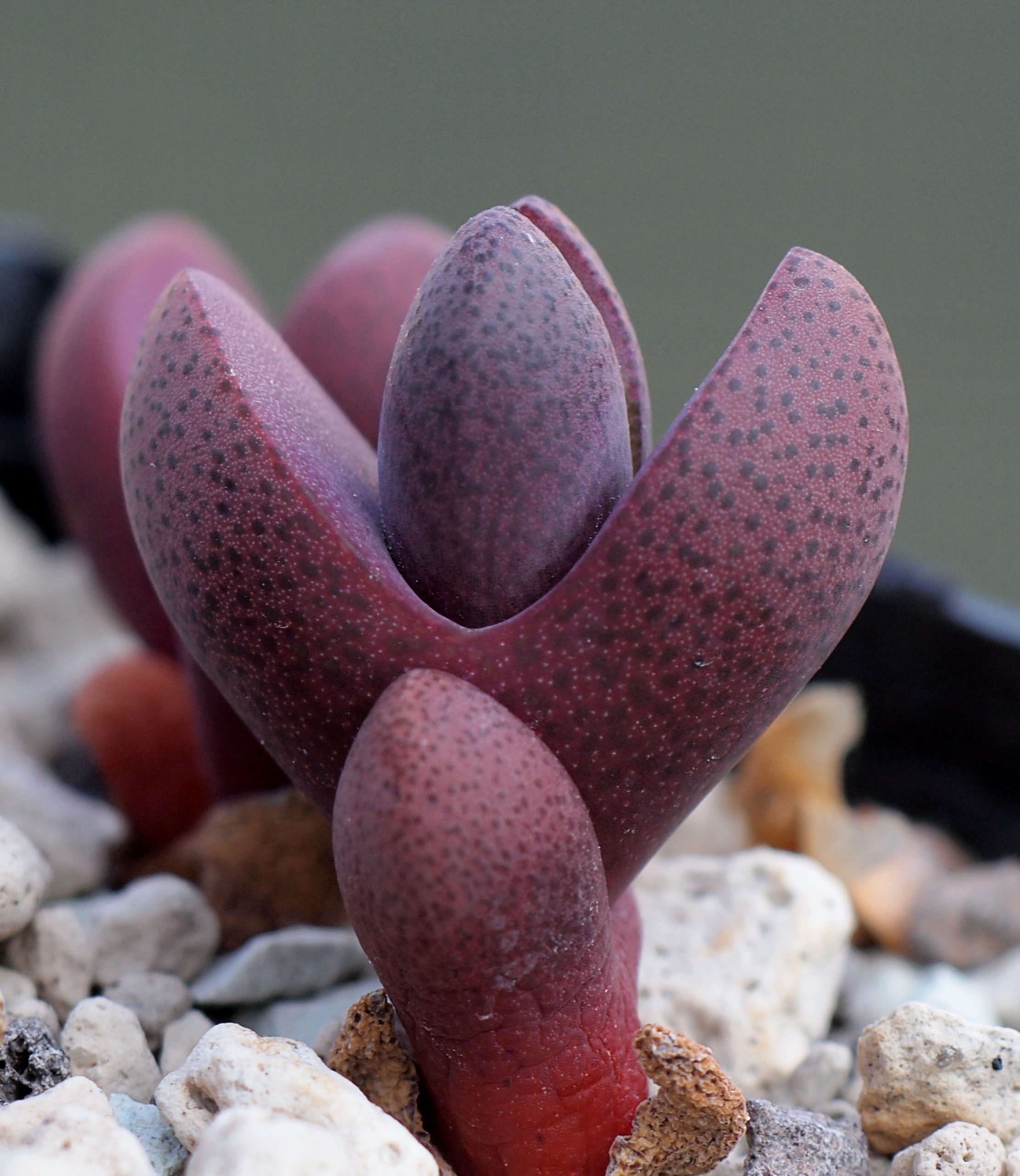 Pleiospilos nelii cultivar Royal Flush, con hojas rojizas moteadas