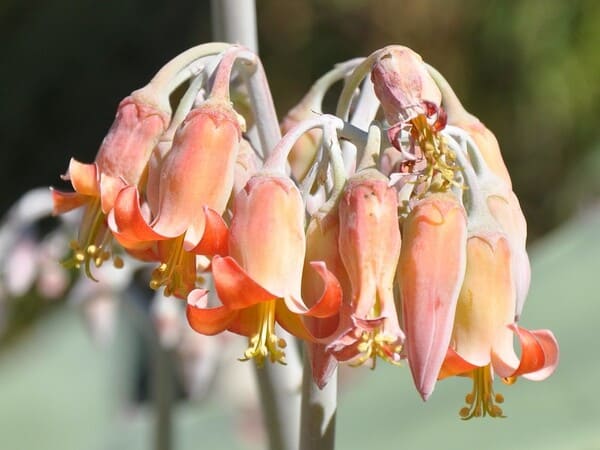 Flores de Cotyledon orbiculata