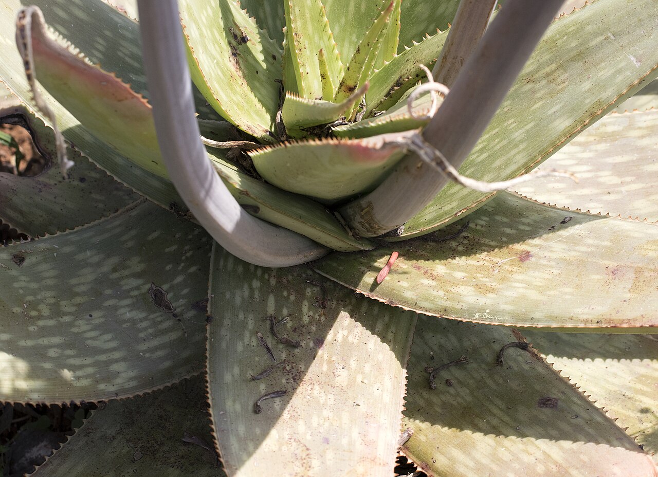 Detalle de hojas moteadas y dientes marginales de Aloe maculata