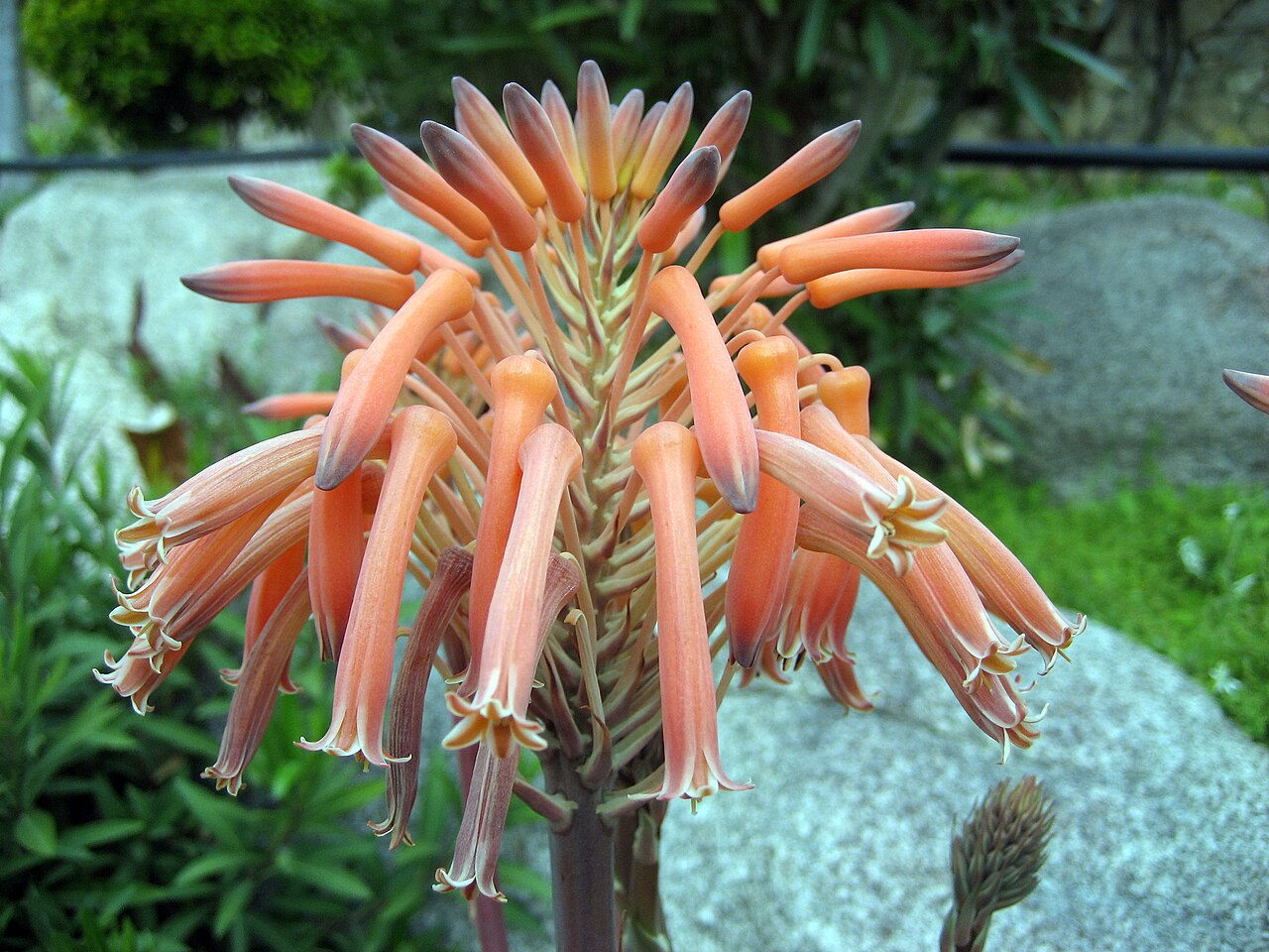 Flores tubulares anaranjadas de Aloe maculata agrupadas en racimo