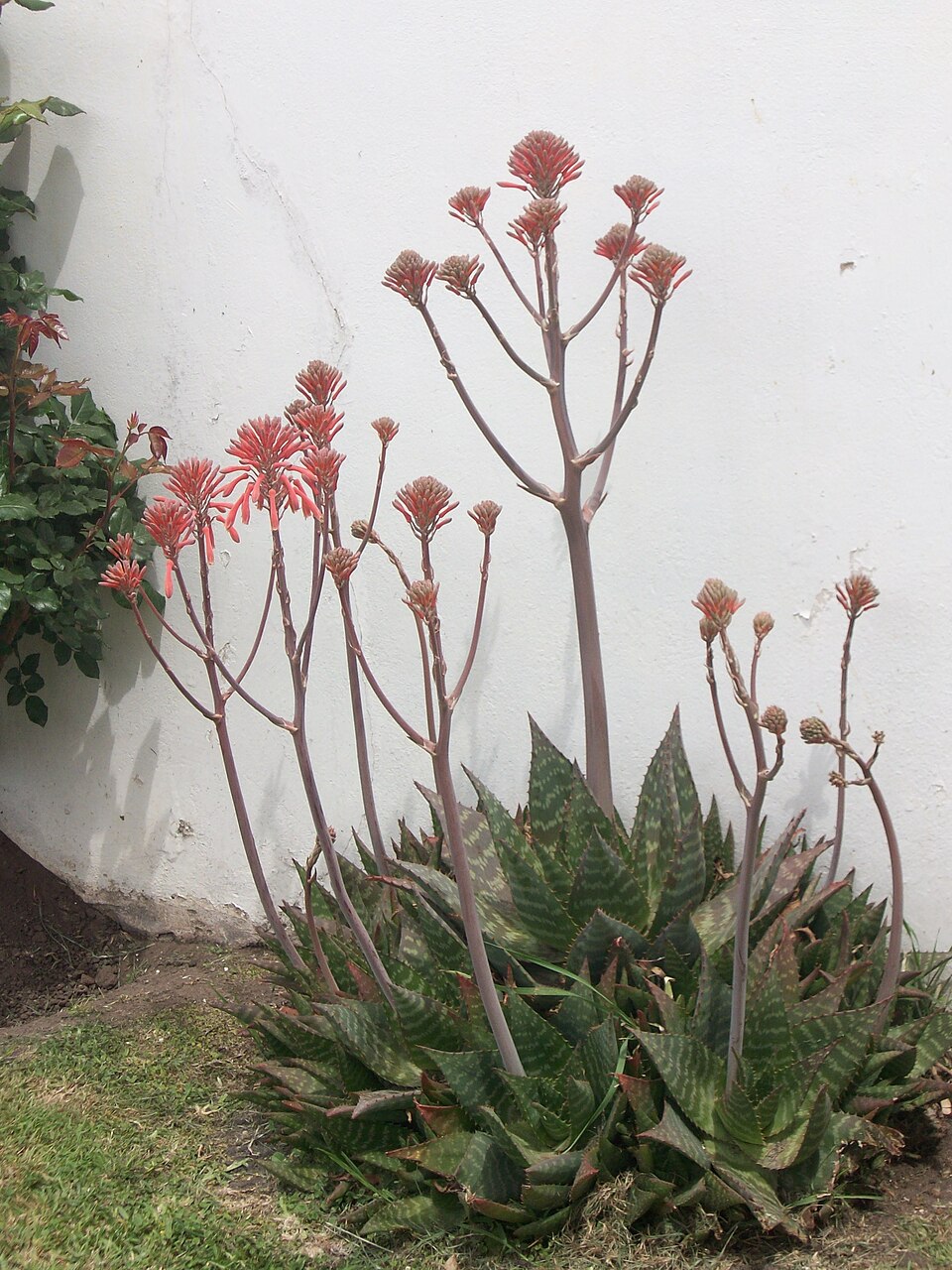 Grupo de Aloe maculata con numerosas varas florales en un jardín