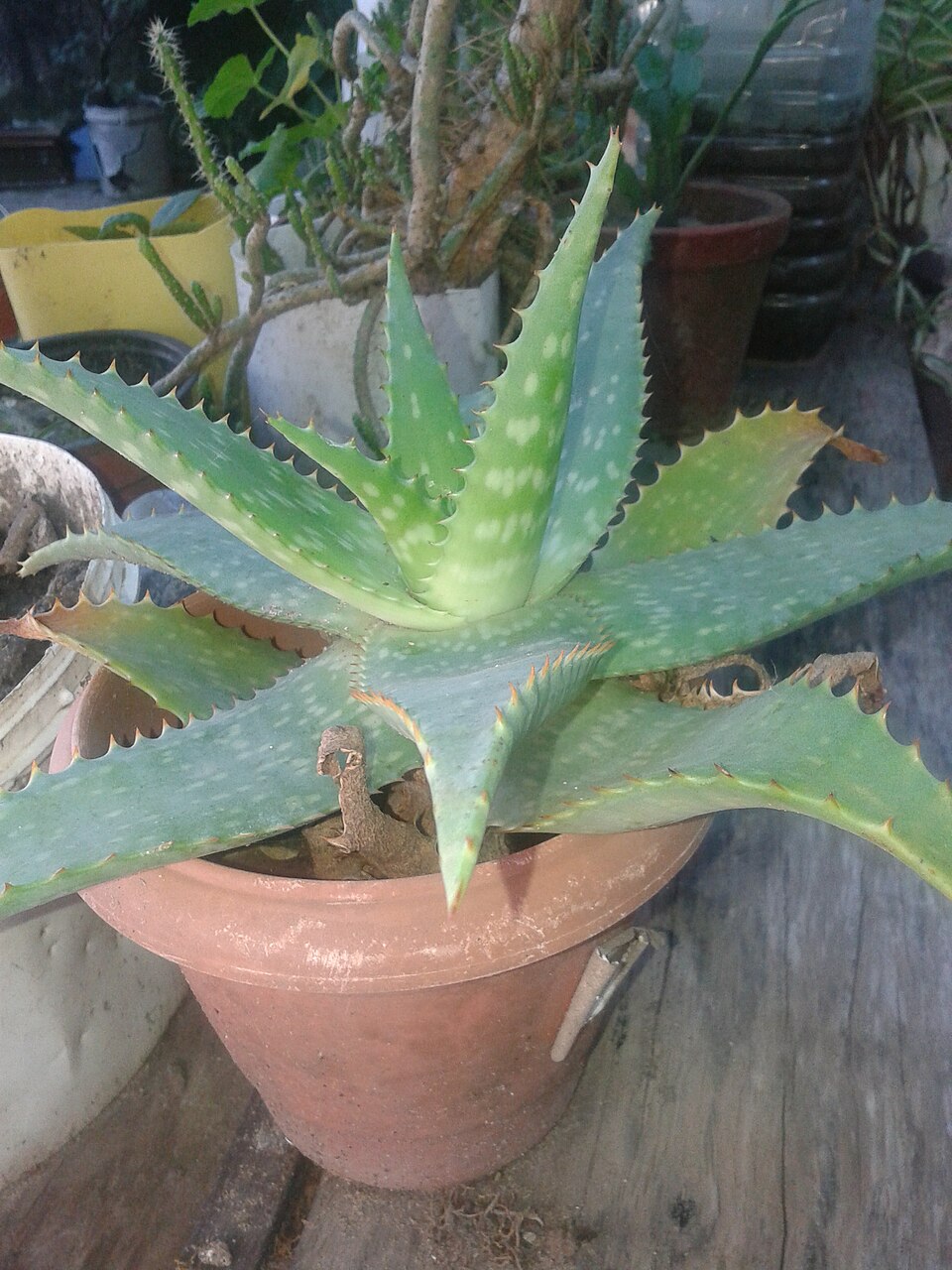 Aloe maculata en una maceta de barro con hojas moteadas