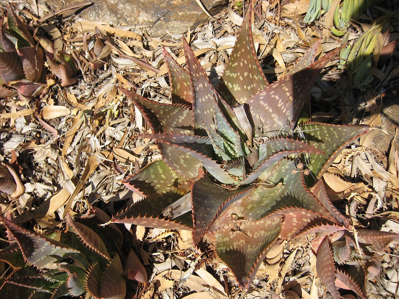 Roseta de Aloe maculata con hojas carnosas y manchas claras