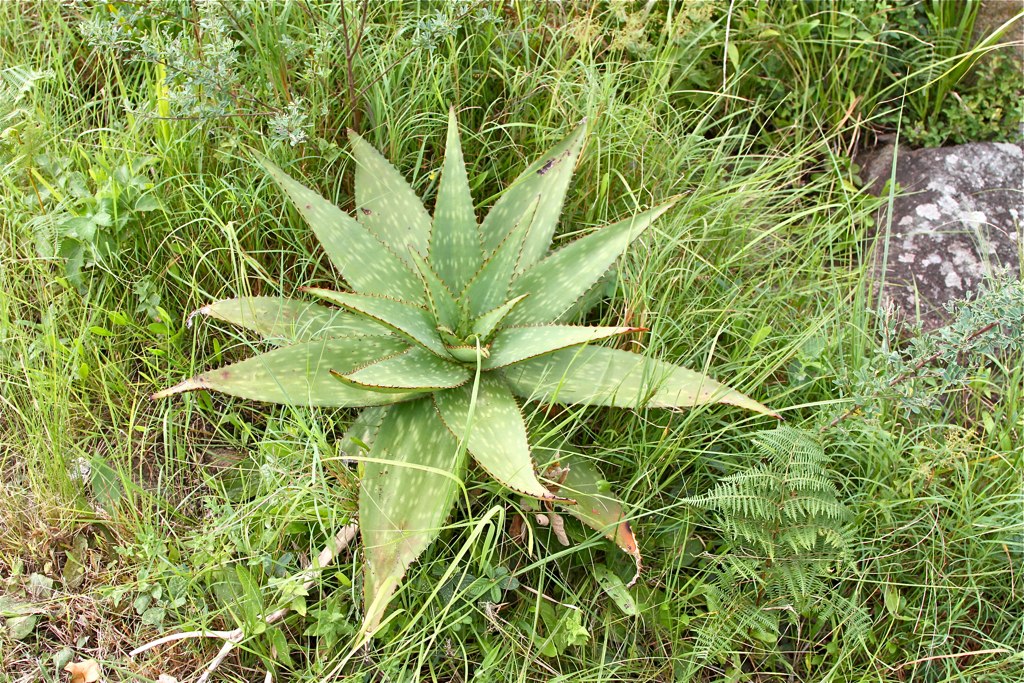 Aloe maculata creciendo entre la vegetación en Sudáfrica