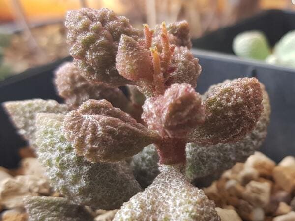 A. marianiae herrei red coral