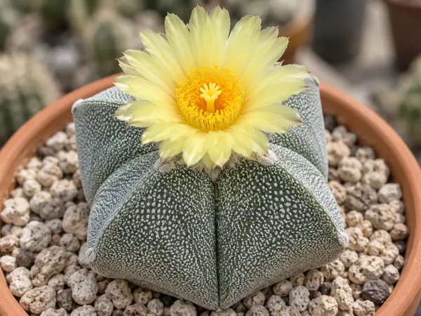 Astrophytum myriostigma de cinco costillas con una flor amarilla en maceta