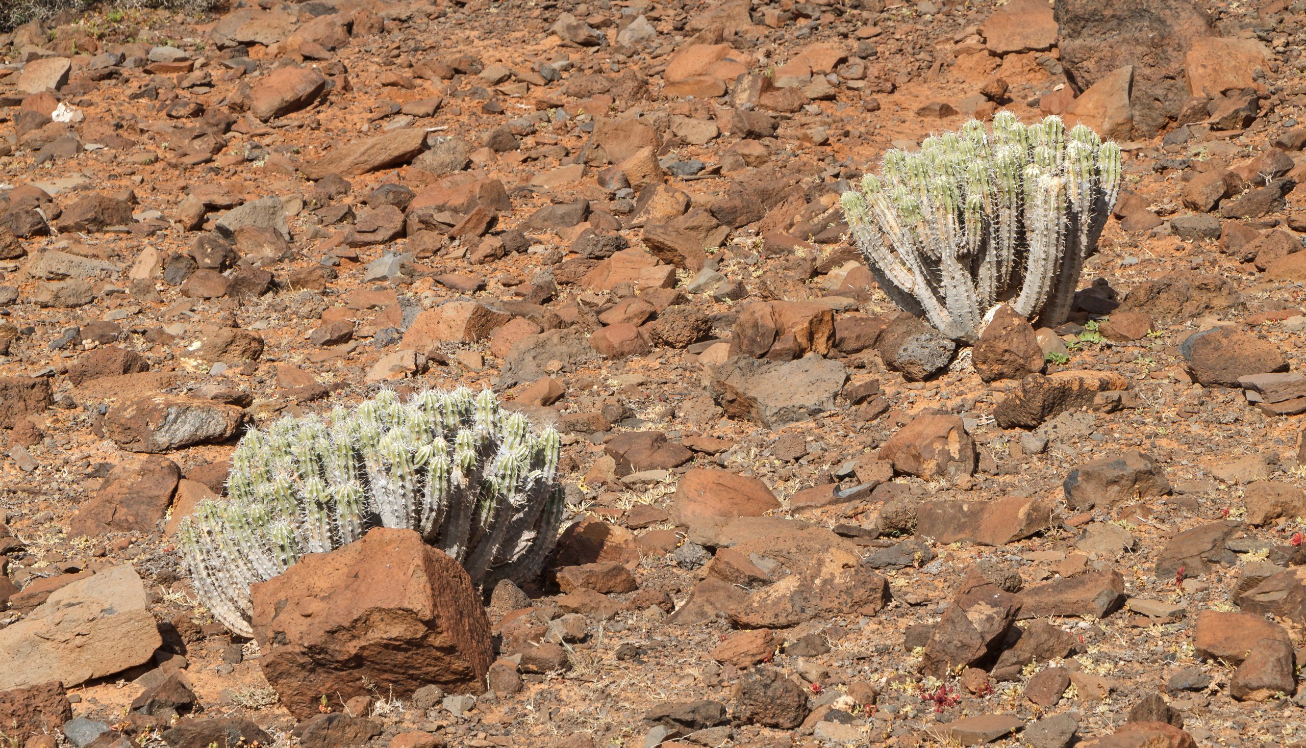 Detalle del cardón de Jandía (Euphorbia handiensis) en Gran Valle, Fuerteventura