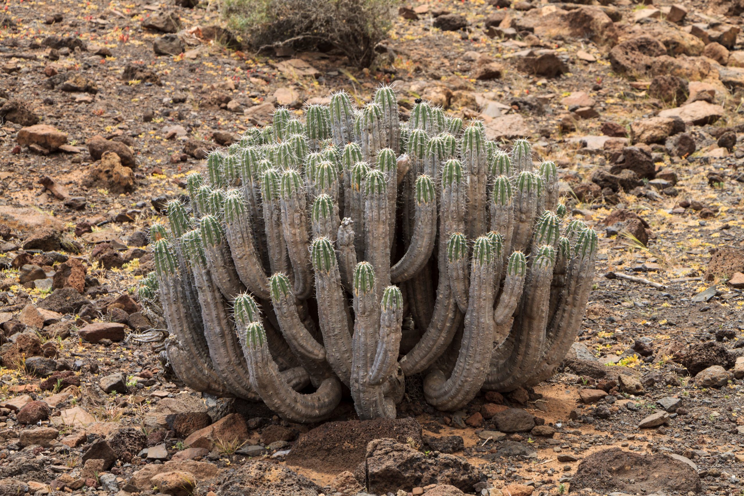 Cardón de Jandía (Euphorbia handiensis) en Gran Valle, Fuerteventura