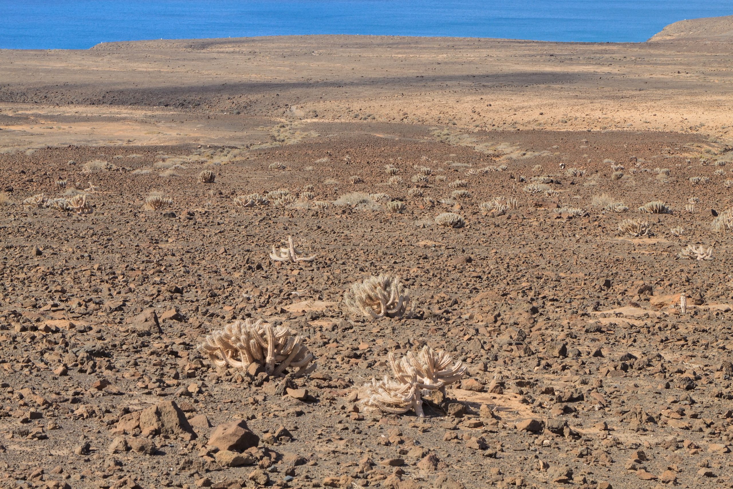 Cardón de Jandía (Euphorbia handiensis) en su hábitat natural de Fuerteventura