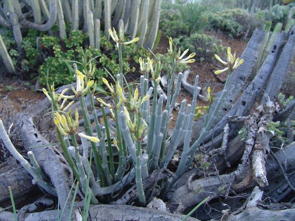 Cardoncillo verde (Ceropegia dichotoma subsp. dichotoma) en hábitat rocoso canario