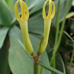 Guía del cardoncillo verde Ceropegia dichotoma