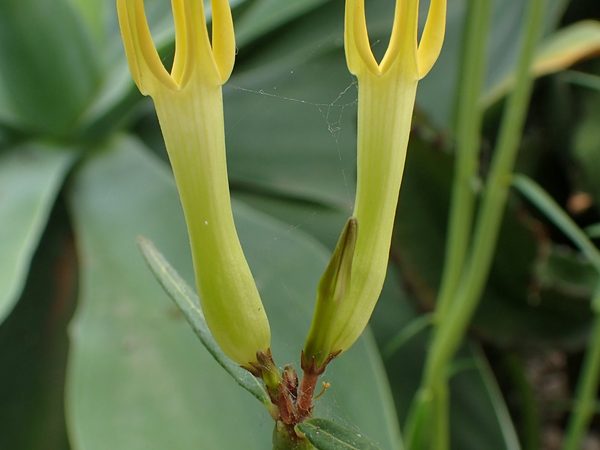 Ceropegia dichotoma cultivada en Puerto de la Cruz, Tenerife