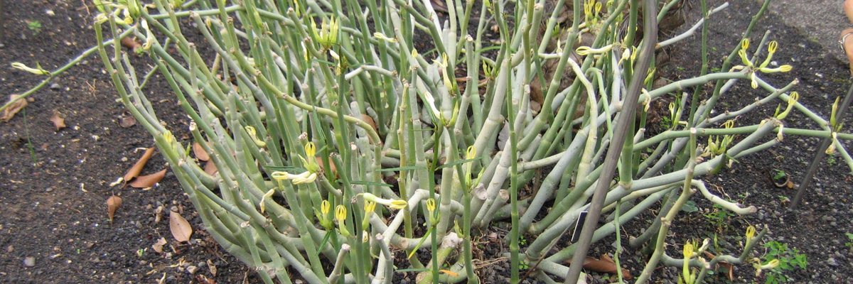 Cardoncillo verde (Ceropegia dichotoma) con tallos erectos y ramificados