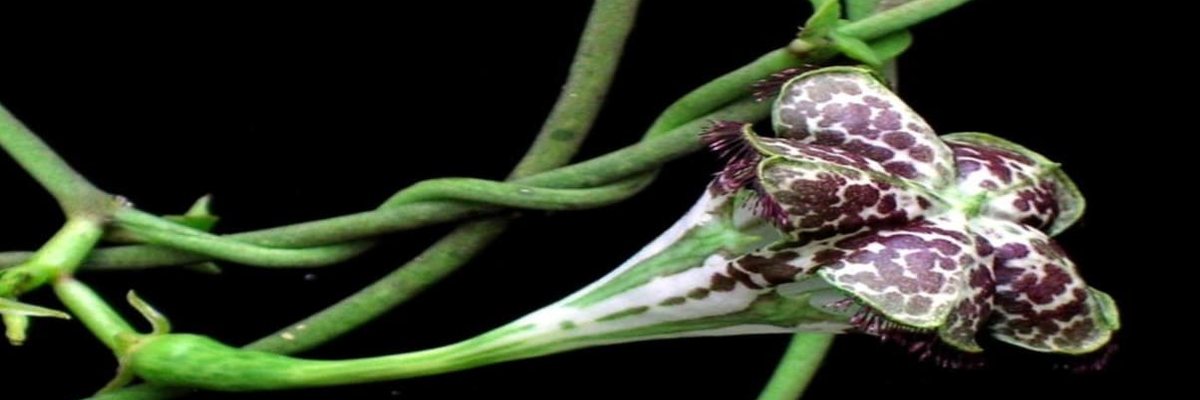 Flores de distintas especies del género Ceropegia