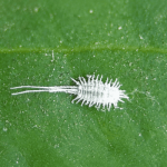 Cochinilla algodonosa en una planta