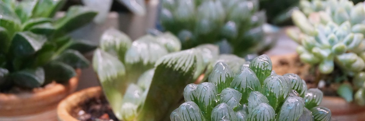 Colección de plantas suculentas en macetas