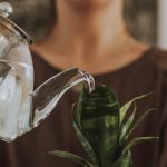 Riego cuidadoso de una planta cultivada en maceta
