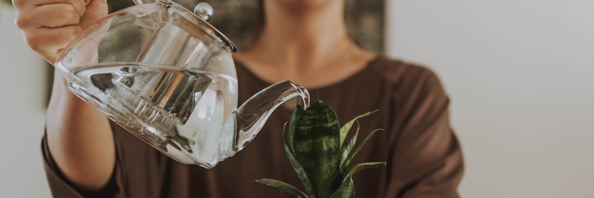 Riego cuidadoso de una planta cultivada en maceta
