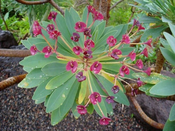 Tabaiba majorera (Euphorbia atropurpurea)