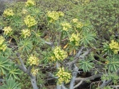 Tabaiba morisca (Euphorbia regis-jubae)