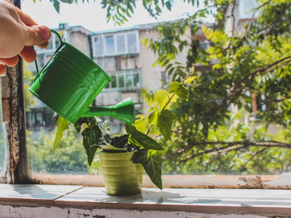 Revisión de una planta pequeña cultivada en maceta
