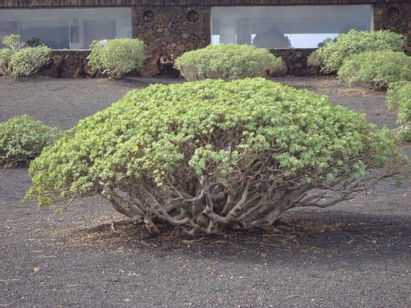 Tabaiba en Lanzarote