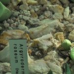 Argyroderma de hojas carnosas verdes entre grava en cultivo