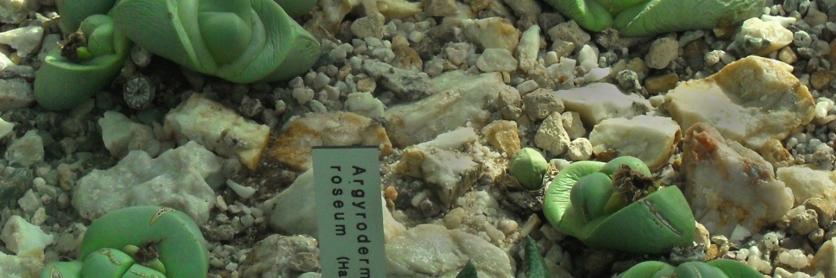 Argyroderma de hojas carnosas verdes entre grava en cultivo