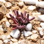 Argyroderma