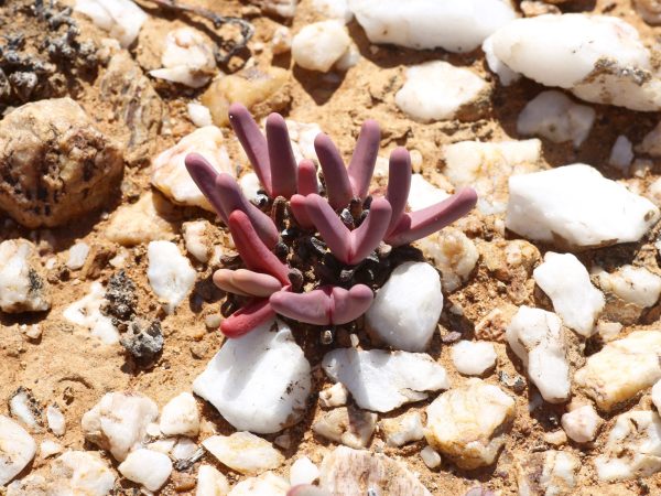 Argyroderma fissum mostrando su morfología