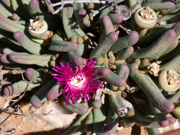 Argyroderma fissum con una flor magenta y cápsulas secas