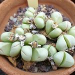 Argyroderma