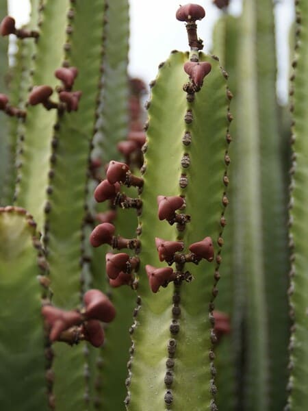 Frutos de Euphorbia canariensis (cardón canario)