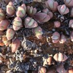 Cheiridopsis formando una mata