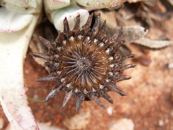 Cápsula abierta de Cheiridopsis denticulata con valvas radiales