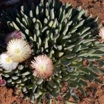 Cheiridopsis