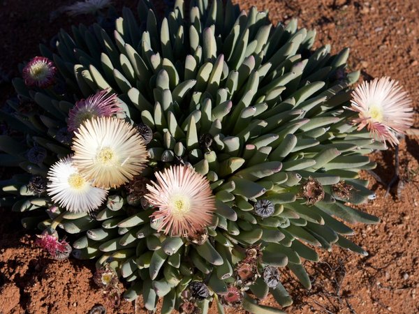 Mata de Cheiridopsis denticulata con hojas carnosas y flores pálidas