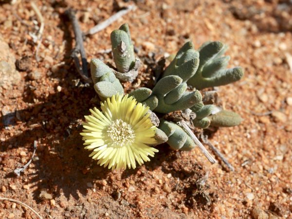 Detalle de las hojas de Cheiridopsis