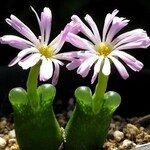 Conophytum
