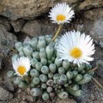 Fenestraria vs Frithia