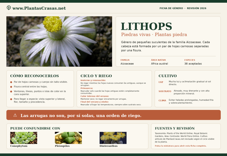 Ficha visual del género Lithops con identificación, ciclo de riego y fotografías reales