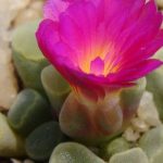 Frithia pulchra con una flor magenta y ventanas en los extremos de las hojas
