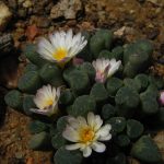 Frithia