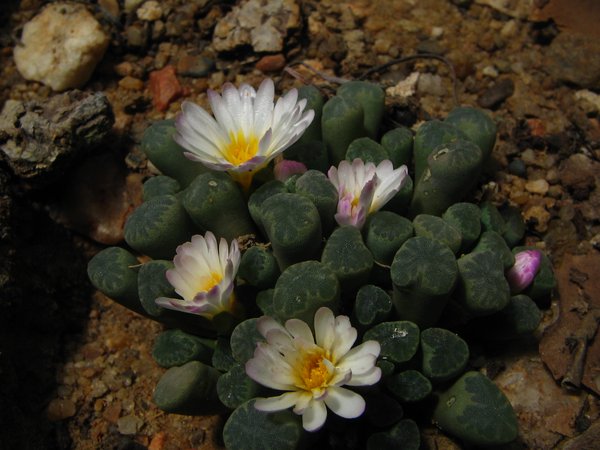 Frithia humilis con ventanas foliares y flores blancas de centro amarillo
