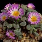Frithia